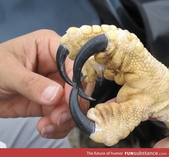 Ever wonder how big an eagles talon is?