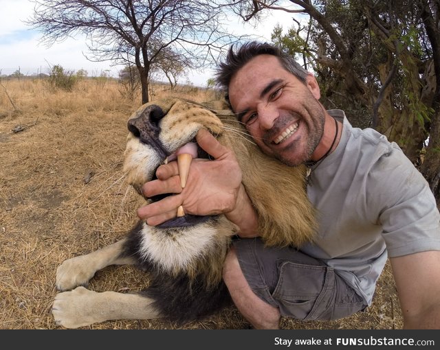 Lion teeth are huge