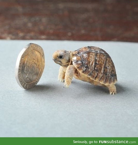 Tiny turtle