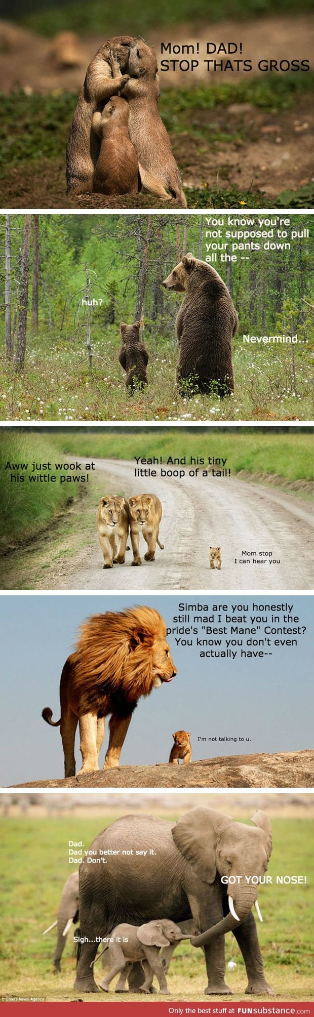 The animal kingdom and their kids