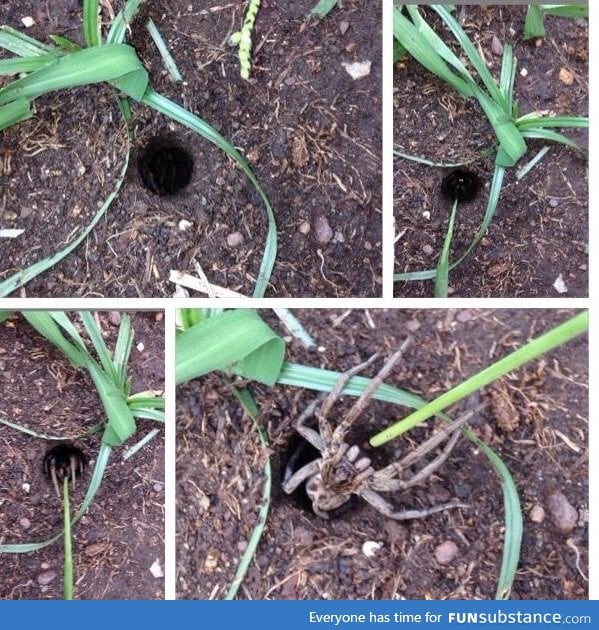 These holes are the reason people don't walk barefoot in Australia