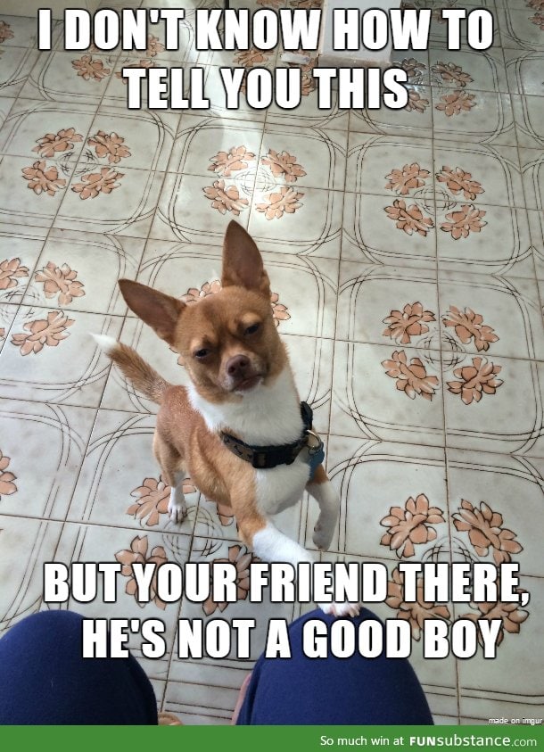 Dog-advice