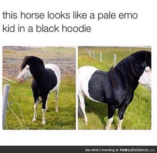 Emo horse