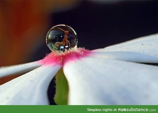 An ant in a droplet on a flower