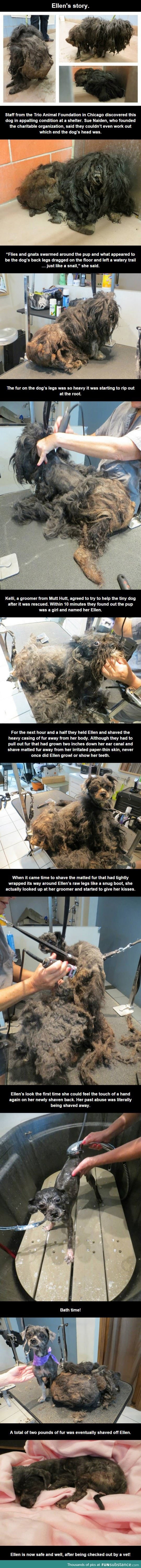 Ellen the hairy dog