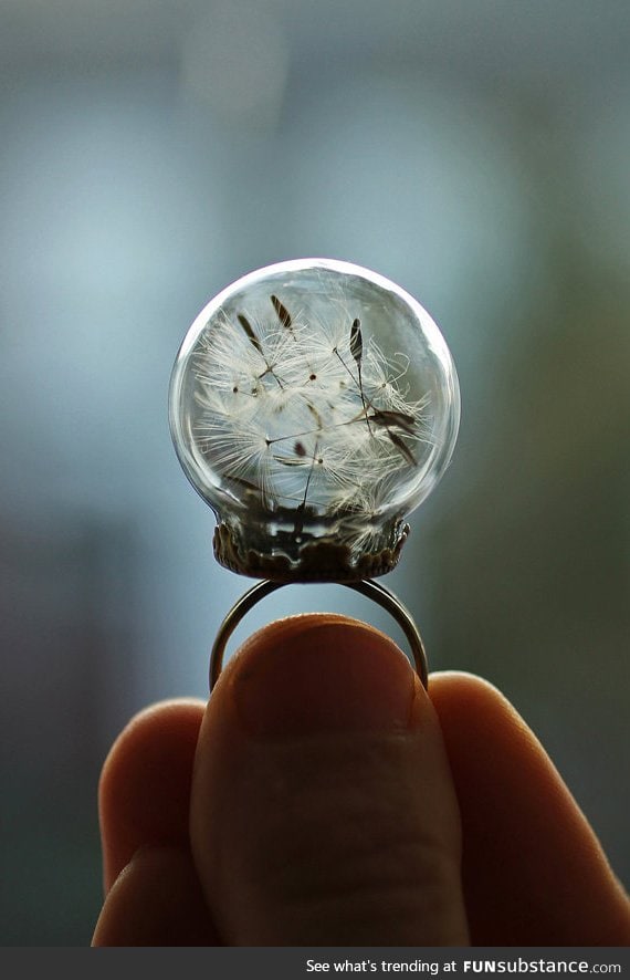 A dandelion ring