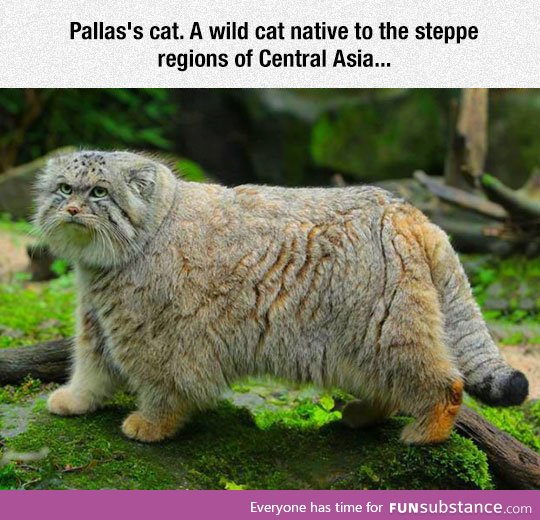 Pallas's Cat