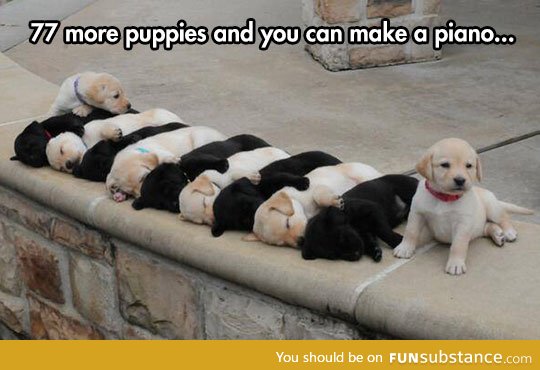 Puppies everywhere