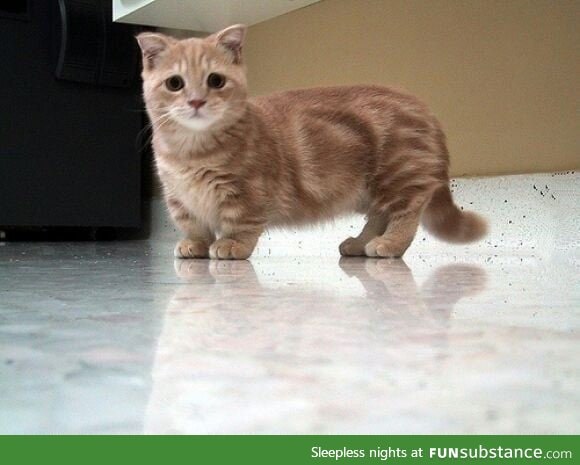 A munchkin cat. Half the leg size, double the cuteness