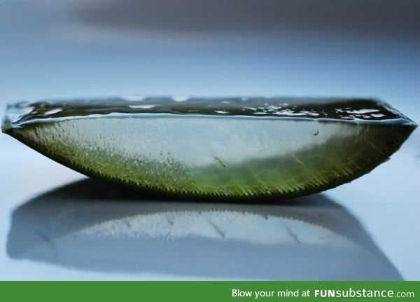 A slice of aloe vera