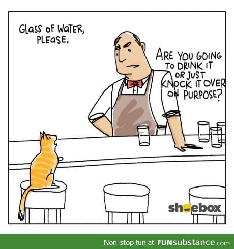 so a cat walks into a bar