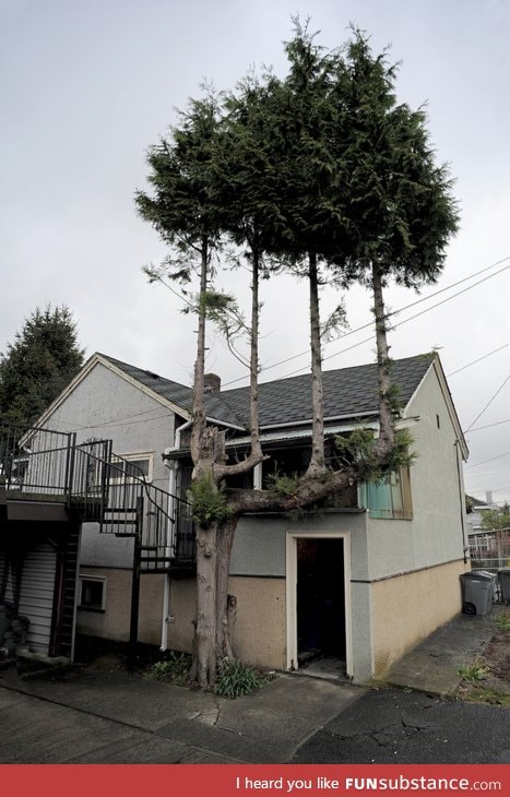 Trees on a tree