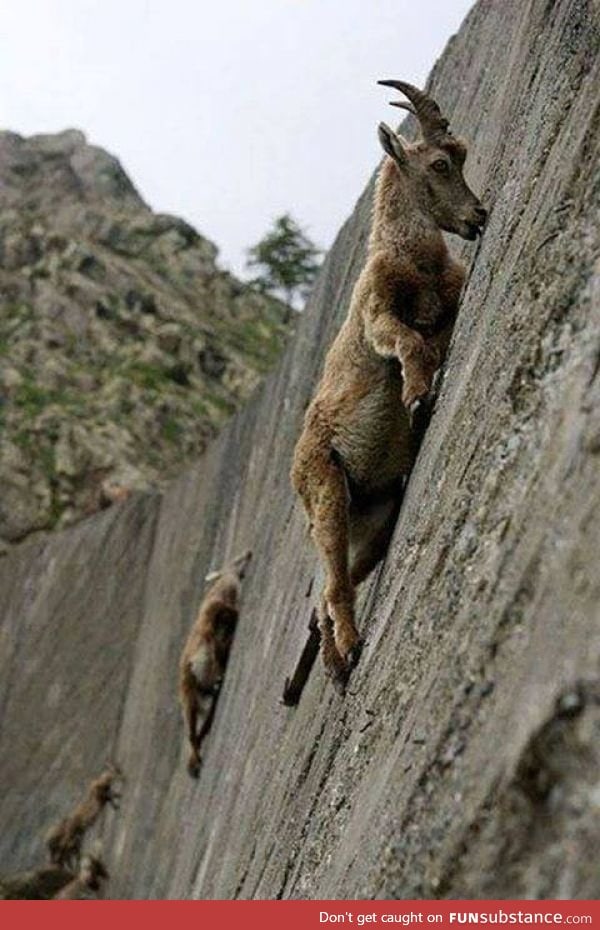 Mountain goat