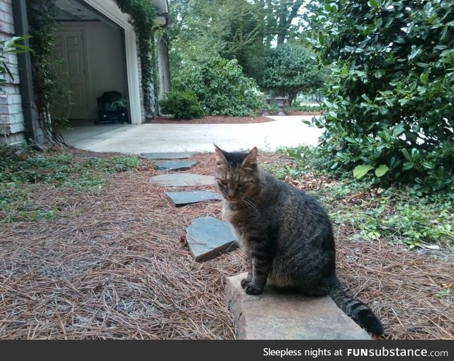 my cat Bob. he passed a few weeks ago