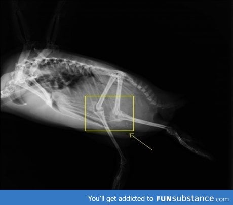 Proof: Penguins have knees