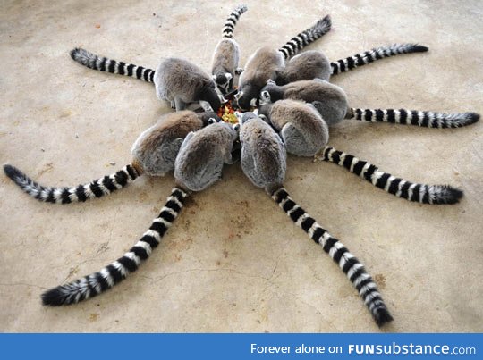 A circle of ring tailed lemur