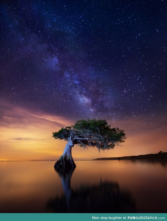 Florida everglades