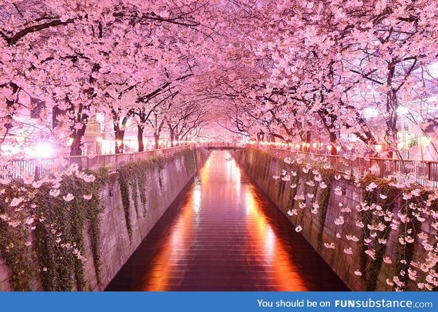 Sakura tunnel, japan