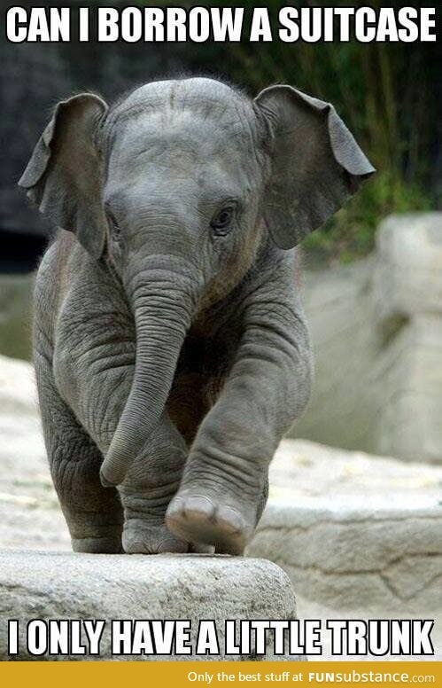 I f*cking love elephants