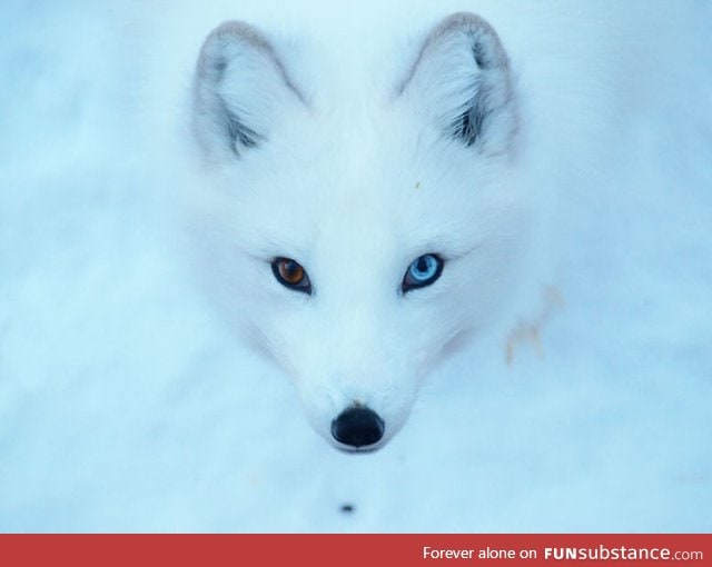 Beautiful fox *.*