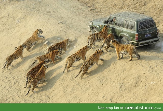 A man delivering food to Siberian Tigers