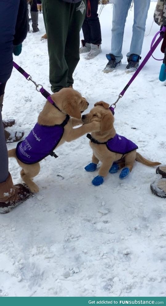 Guide dog puppies