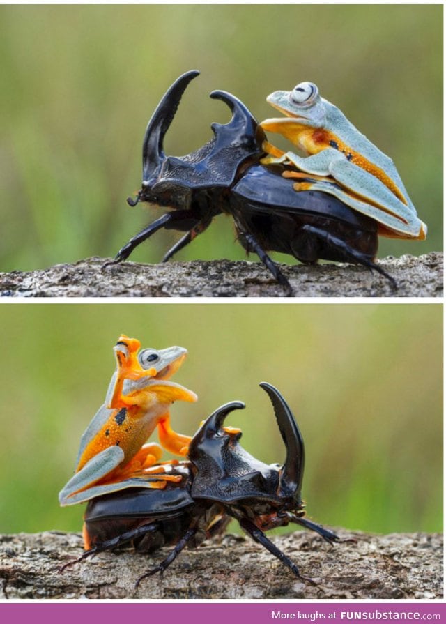 I say onward, noble steed!