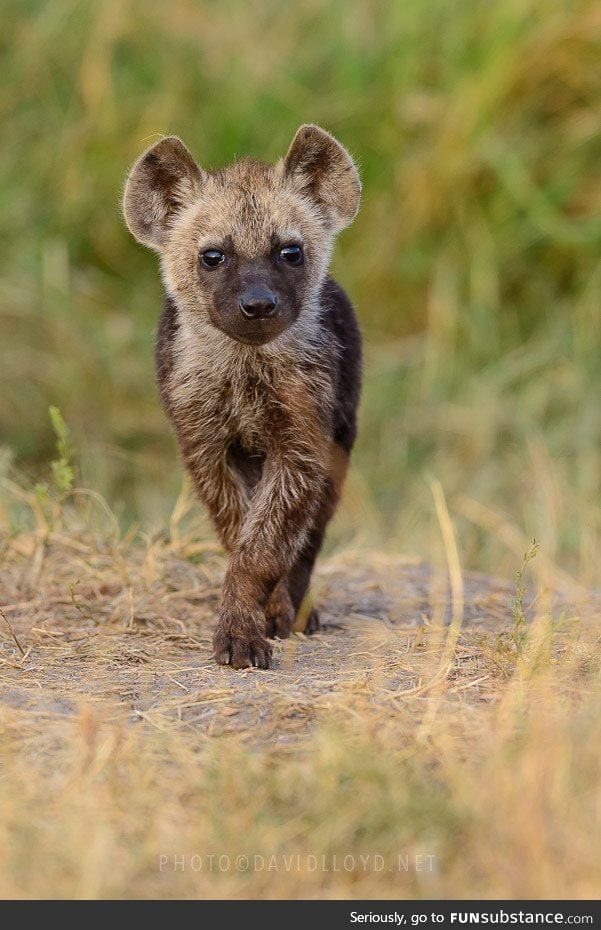 Day 106 of your daily dose of cute: I can't imagine that little face being scary