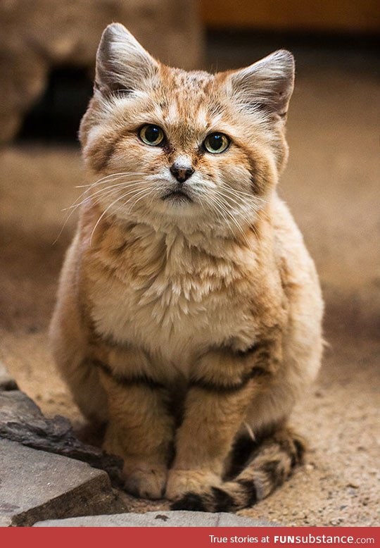 Sand cat from the sahara desert