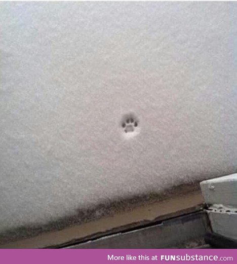 The cutest "nope" there ever was