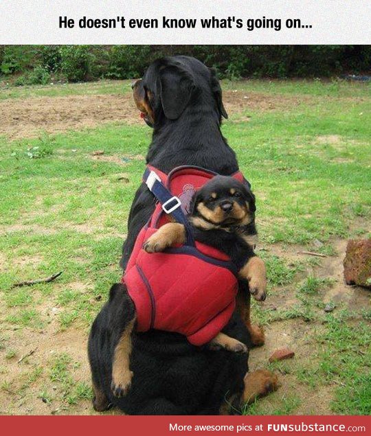 Rottweiler backpack