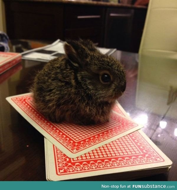 There's a little hare on the table