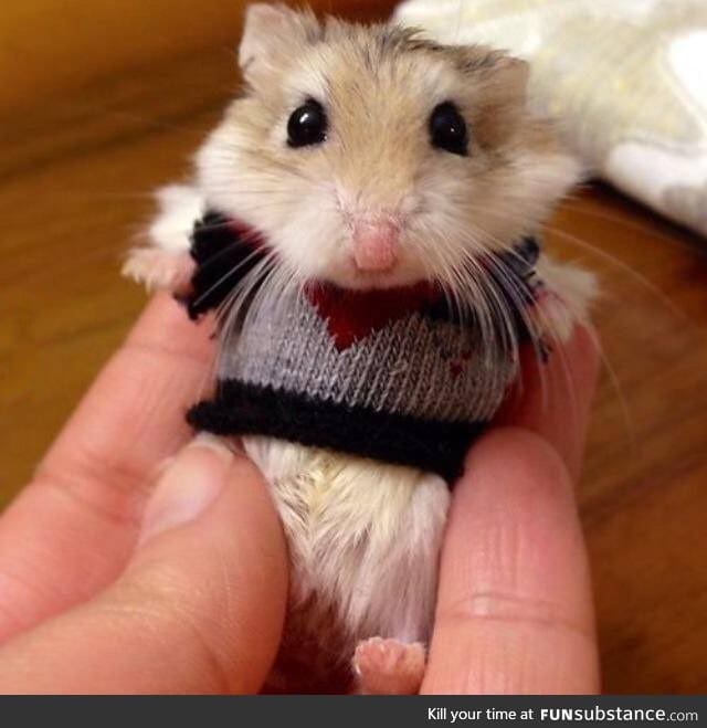 A Hamster in a Sweater