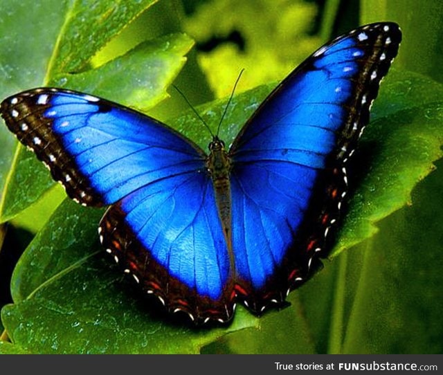 Wow, check out this white and gold butterfly