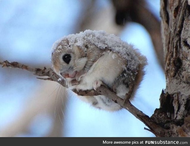 Japanese dwarf flying squirrel