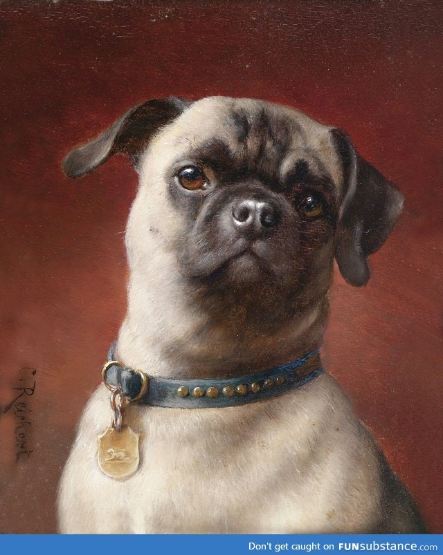 What pugs used to look like before inbreeding