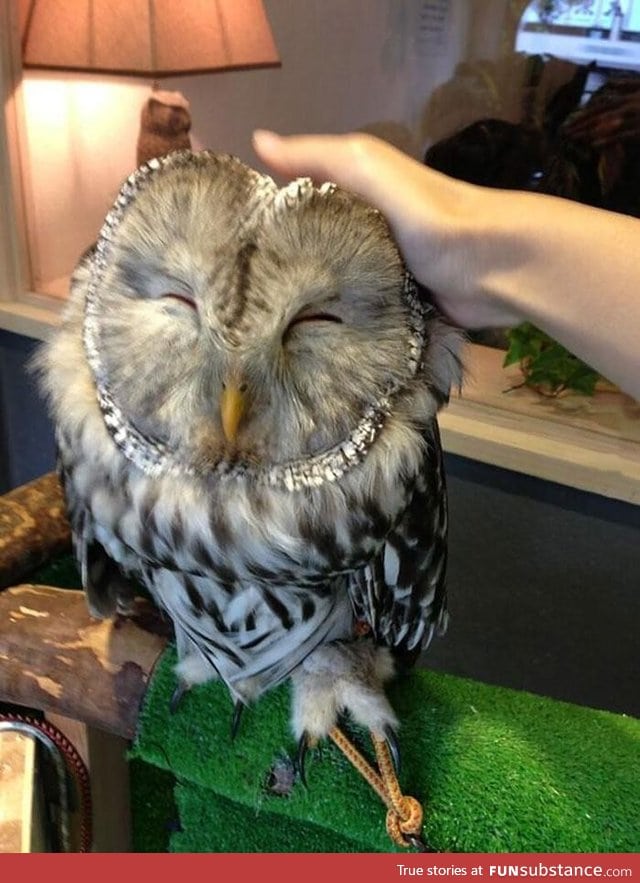 An owl bar in London... This could be your new drinking buddy