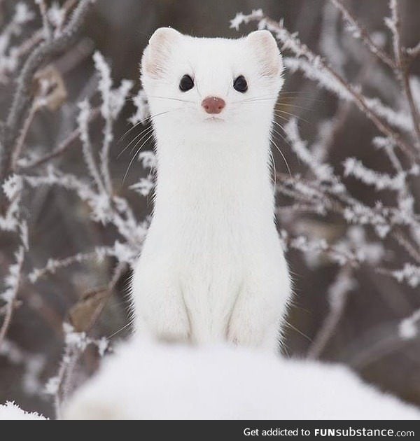 Gorgeous ermine