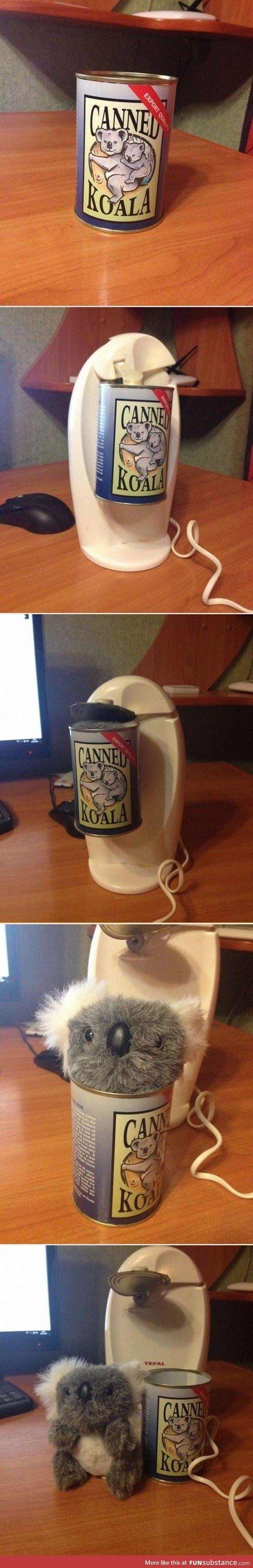 Canned koala