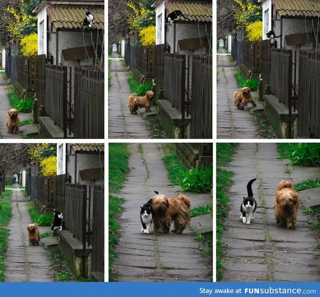 Every day at the same time, she waits for him. He comes and they go for a walk