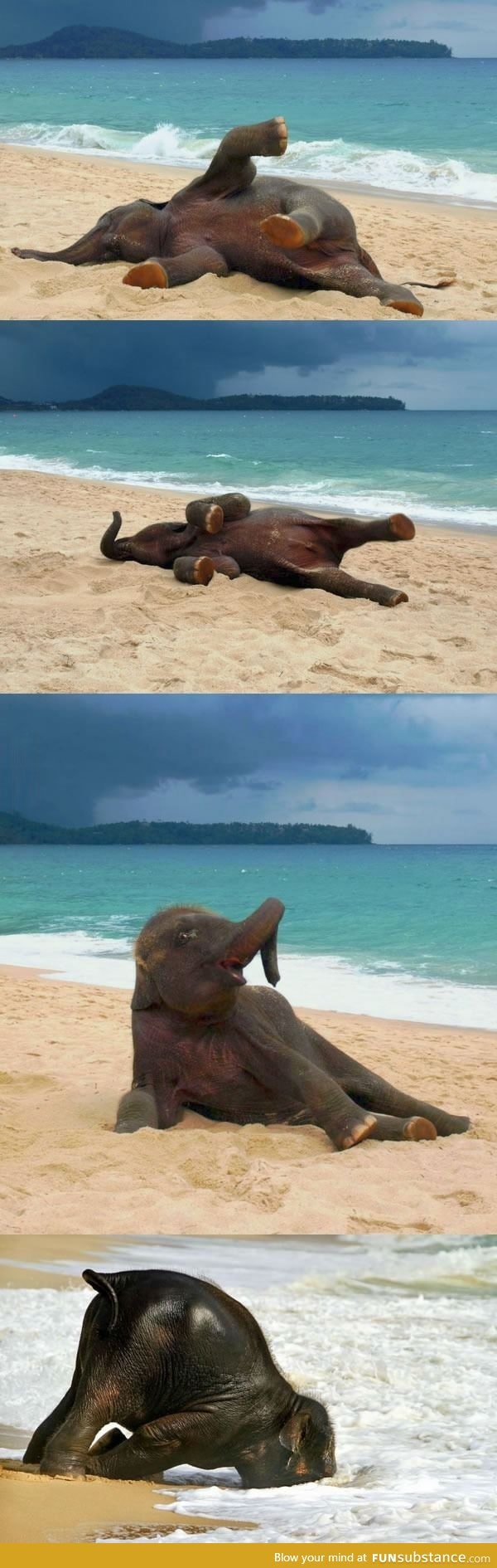 Baby elephant's first time at the beach