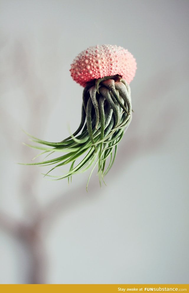 Air plant jellyfish