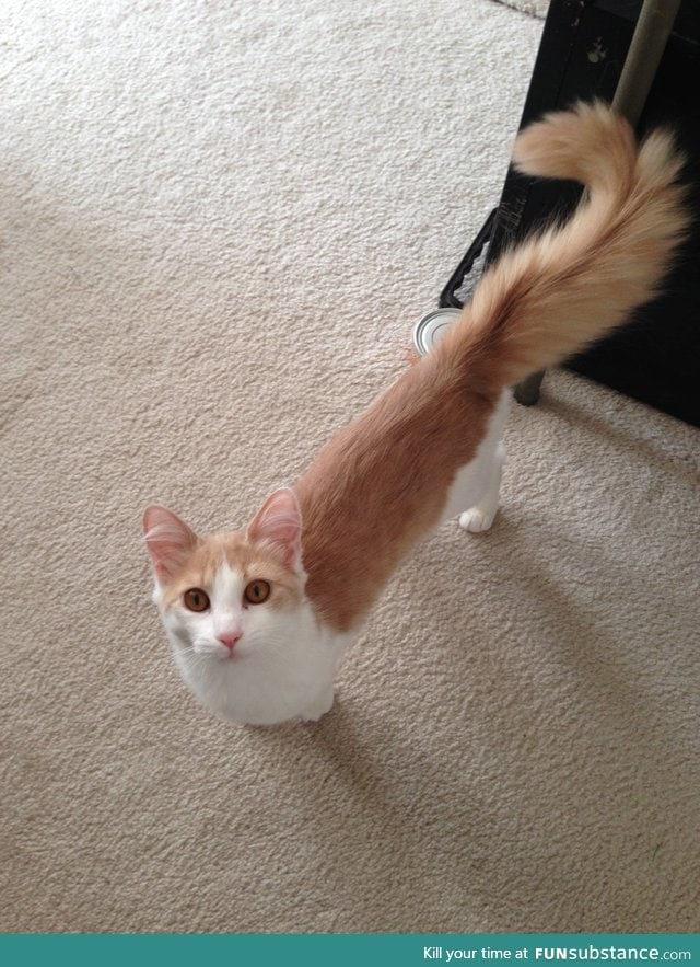 This cat has the best tail I've ever seen in my life.