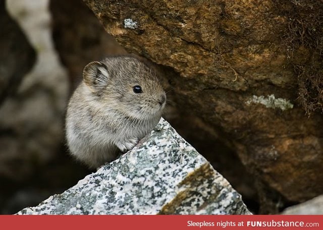 Day 123 of your daily dose of cute:This animal is called a pika and I'm obsessed with it!!