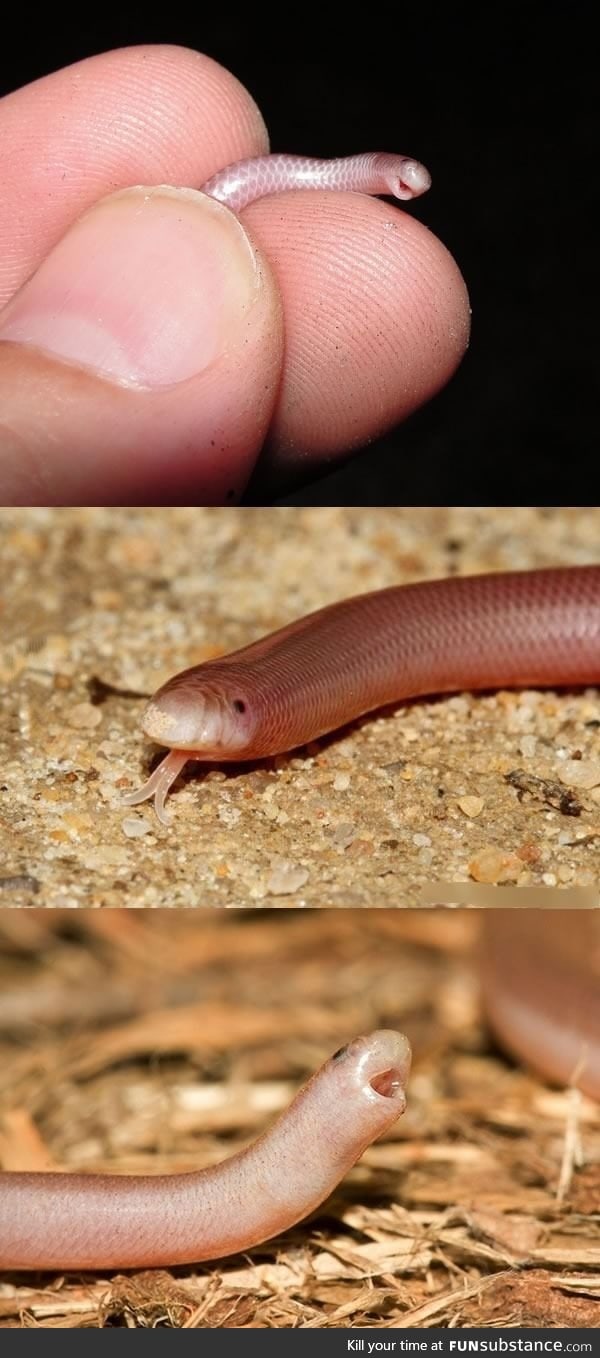 Western Blind Snakes: They're tiny, blind, and adorable