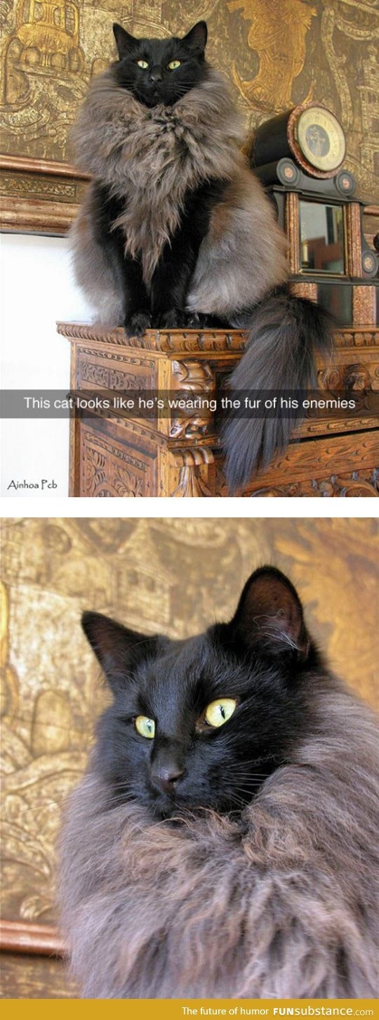 This cat looks like a conqueror