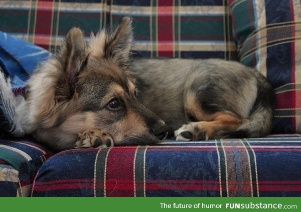 Corgi and German Shepherd mix