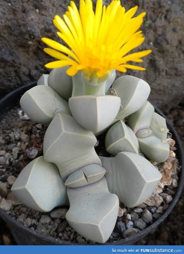 Lapidaria margaretae looks like stones