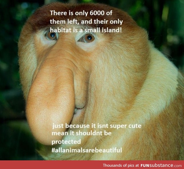 If we work together we can SAVE THE PROBOSCIS MONKEY