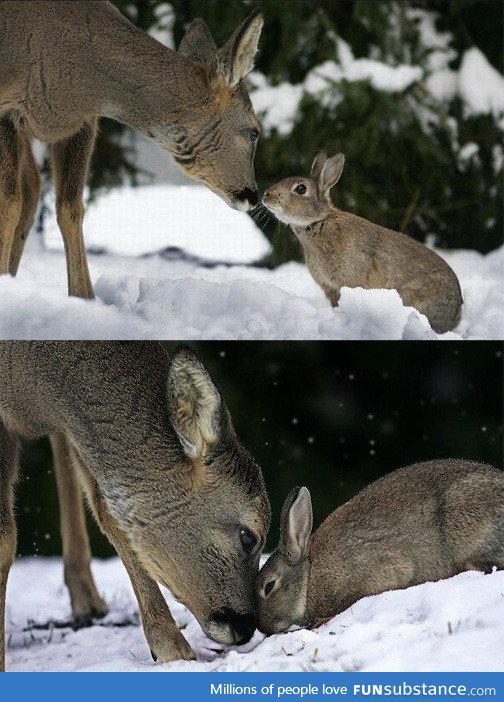 Bambi and Thumper